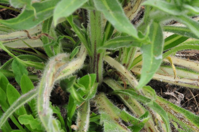 Echium italicum